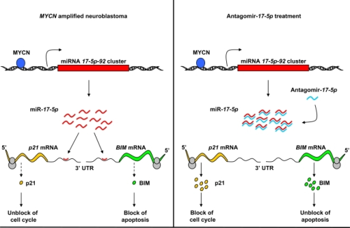 nih mechanism u action the 17 treatment in Mechanism antagomir of 5p of