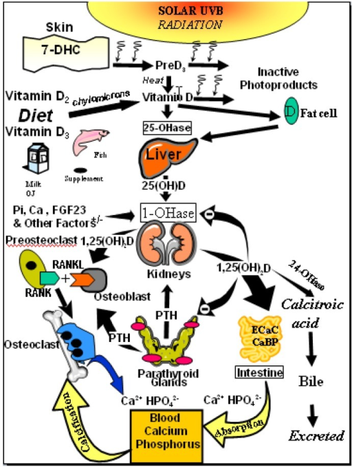 Schematic representation of the synthesis and metabolis open i