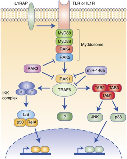 IRAK Family Signalling Network. Activated TLR/IL1R Resu | Open-i
