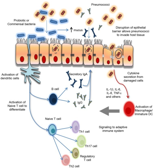 Paradigm for the proposed biological effects of probiot | Open-i