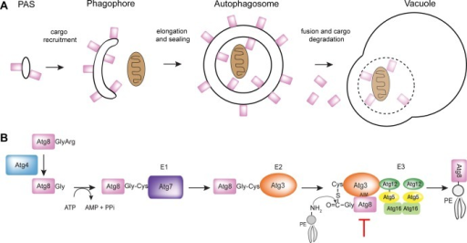 Overview of Atg8 Conjugation pathway in autophagy. (A)V | Open-i