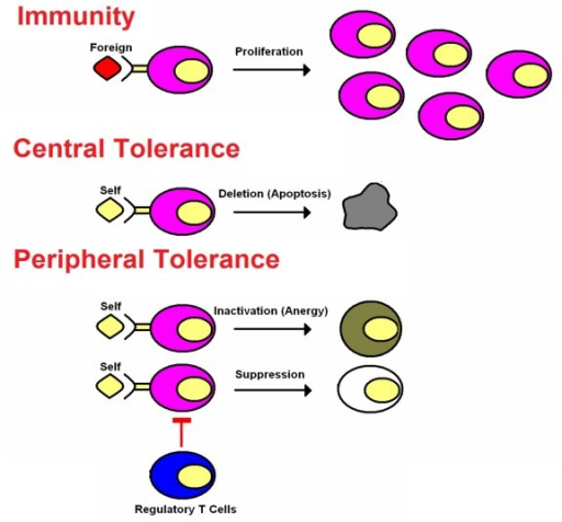 mechanisms account tolerance development the to 3 for of Mechanisms i immune tolerance.   of Open