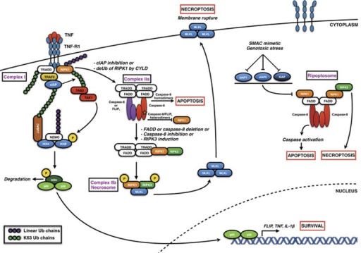 DED proteins in TNF signalling. Binding of TNF to TNFR1 | Open-i