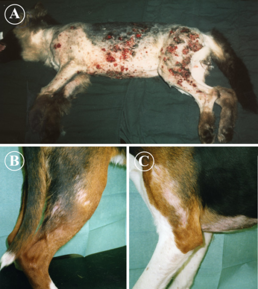 Deep 2024 pyoderma dog