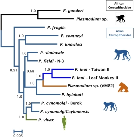 Phylogenetic tree of orangutan Plasmodium based on comp | Open-i