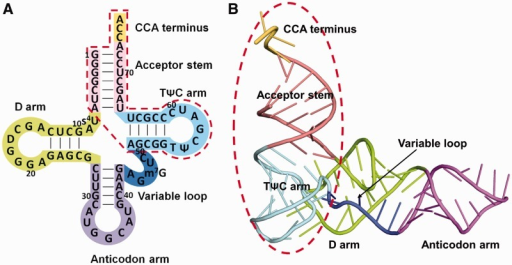 Full-length tRNA and the CCA-acceptor-TΨC domain. (A) | Open-i