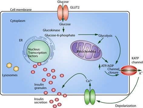 Schematic β‐cell. Subcellular localization of defect | Open-i