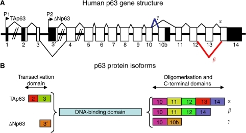 Human P63. (A) Schema Of The Human P63 Gene Structure: | Open-i