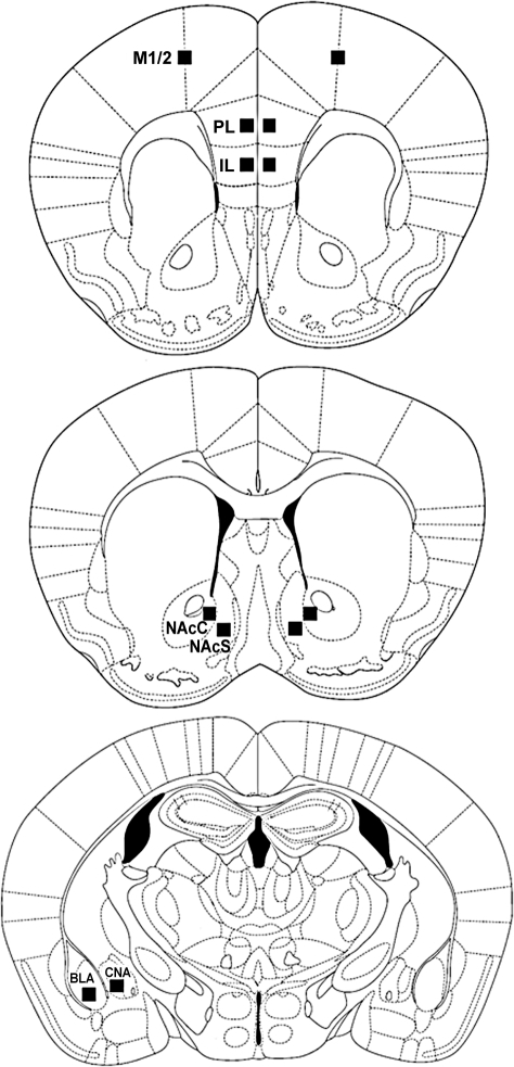 Schematic diagrams of coronal sections of mice brain illustrating where ...