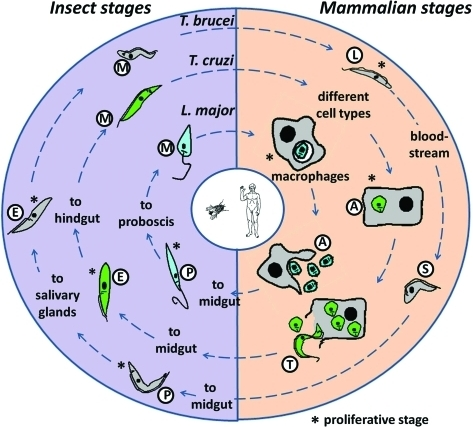 life cycle of trypanosoma diagram