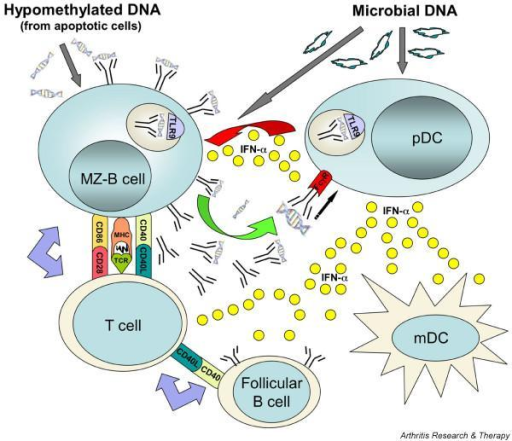 The innate model of lupus pathogenesis: central role of | Open-i