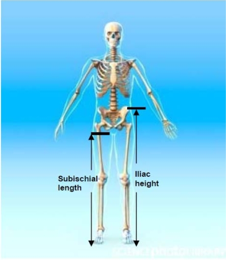 Iliac height and subischial length. Credit: Roger Harri | Open-i