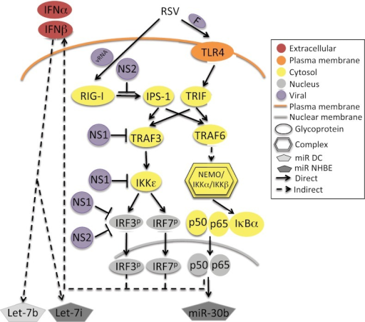 Model of RSV-mediated activation of let-7b, let-7i, and | Open-i