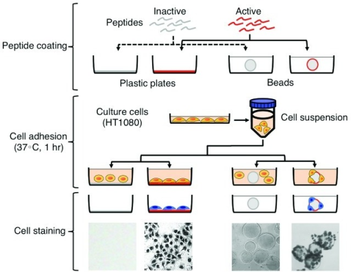 Figure 3. Cell adhesion assay using plastic plates and | Open-i