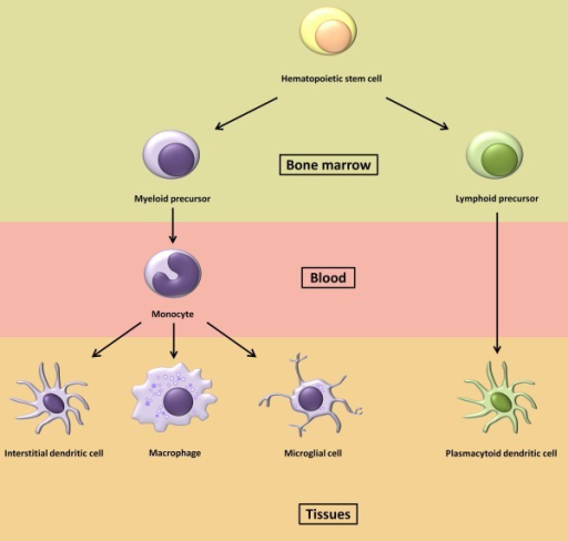 Monocyte-macrophage Lineage. All Cells From The Monocyt | Open-i