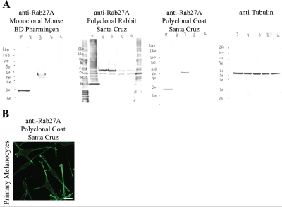 Rab27A antibody testing for Western blot analysis and l Open i