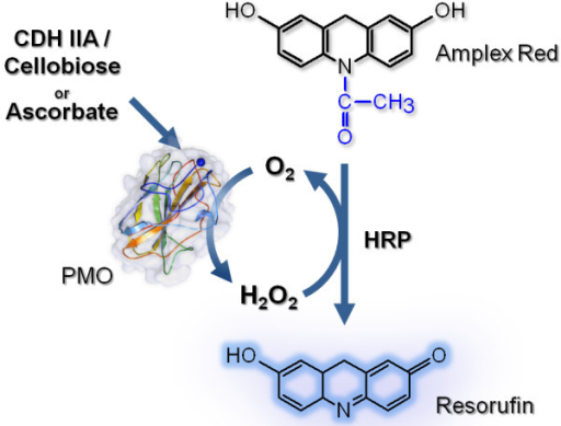 Schematic Representation Of The PMO Activity Assay. Asc | Open-i