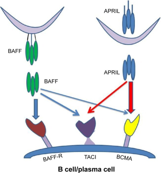 BAFF And APRIL Receptors In B Cells And Plasma Cells.No | Open-i