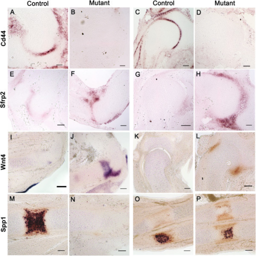 Comparison Of Spatial Distribution Of Differentially Ex Open I