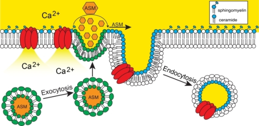 Model For Plasma Membrane Repair Mediated By Secreted L Open I