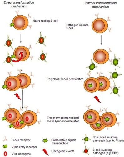 General models of lymphoid transformation by pathogens. | Open-i