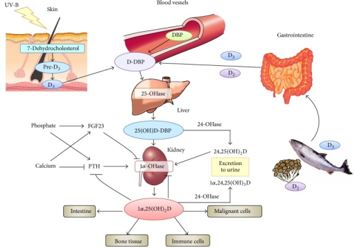 Vitamin D metabolism. DBP: vitamin D-binding protein; P | Open-i