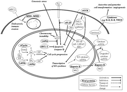 HHV-8 gene expression (pathogenesis) during SC developm | Open-i