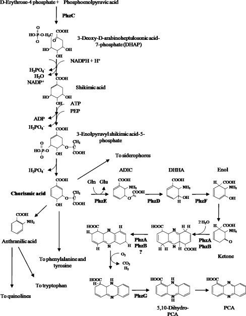 Phenazine biosynthesis [Figure modified from Mentel et | Open-i