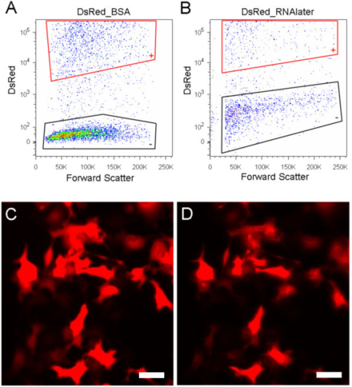 Fluorescence Of DsRed2 Protein Is Not Affected In RNAla | Open-i