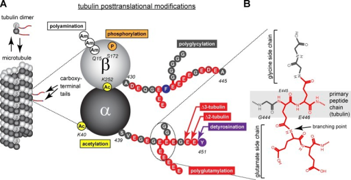 Tubulin Heterogeneity Generated By PTMs. (A) Schematic | Open-i