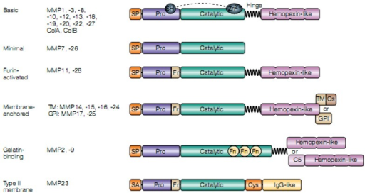 Domain structure of the mammalian MMP family. The impor | Open-i