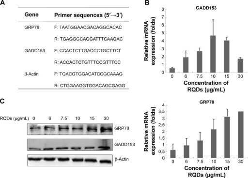 The Expression Of Er Stress Marker In Jec Cells Treated Open I