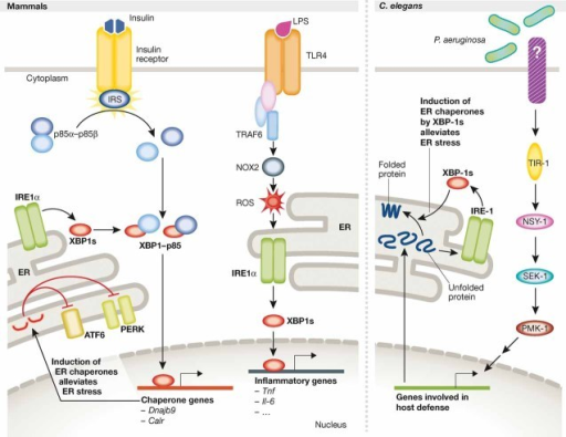 IRE1/XBP1 links ER homeostasis to metabolism and innate | Open-i