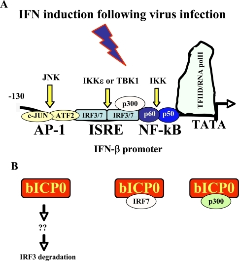 Activation Of IFN-β Promoter Activity And How BICP0 In | Open-i