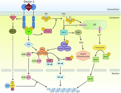 Signaling network of Dectin-1. Multiple pathways downst | Open-i