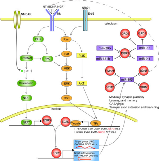 Model of EGR3 and miRNAs involving in signaling pathway | Open-i