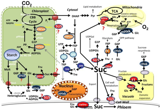 Central metabolism in photosynthetic cells. Carbon is c | Open-i