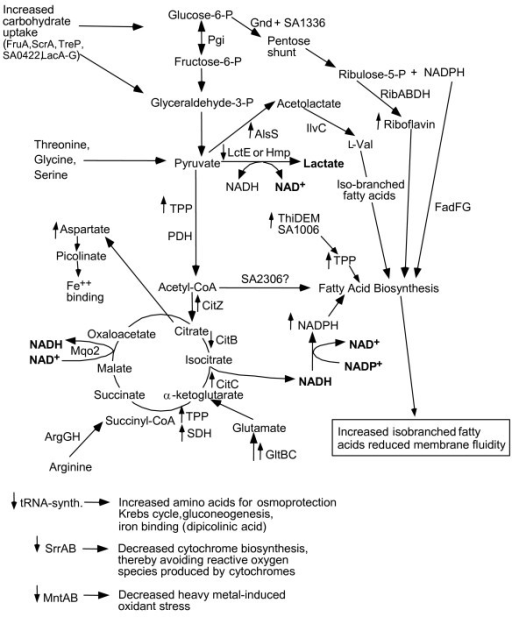 Schematic representation of the major metabolic pathway | Open-i