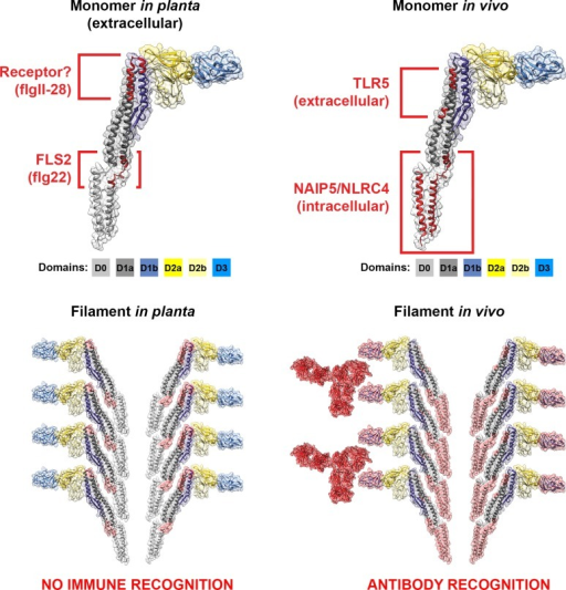 Cross Kingdom Immune Recognition Of Flagellin Structure Open I