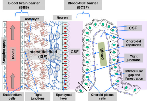 Overview Of The Two Main Barriers In The Cns Blood Bra Open I