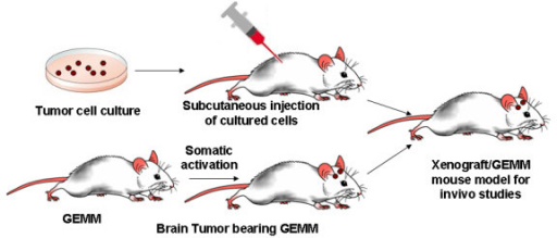 The Xenograft and genetically engineered mouse model (G | Open-i