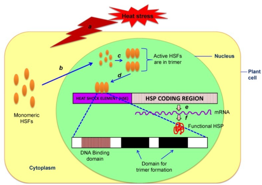 Molecular Mechanisms Of Heat Shock Factor 1 Regulation Trends In