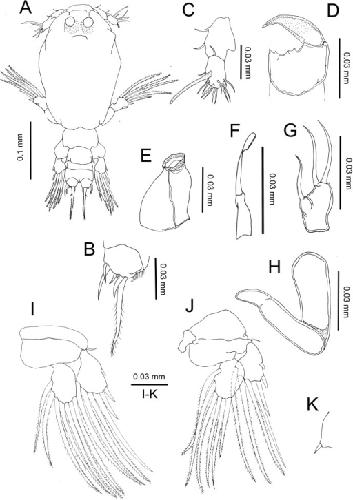 Peniculus Minuticaudae Shiino 1956 Copepodid Stage A Open I