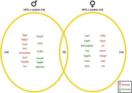 [DIAGRAM] Female Rat Reproductive System Diagram - WIRINGSCHEMA.COM