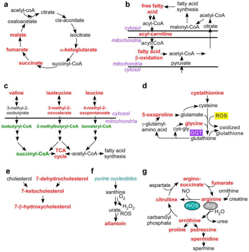 Mitochondrial Hsp90 control of tumor cell metabolismPC3 | Open-i