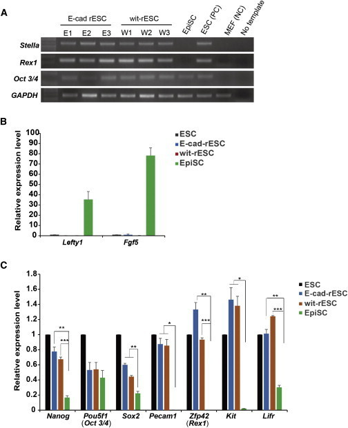 gene expression profiling of various mouse stem cell li open i gene expression profiling