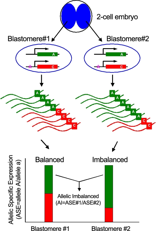 Schematic Diagram Of Allele Specific Gene Expression A Open I