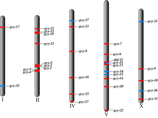 Genomic localisation of all C. elegans guanylyl cyclase | Open-i