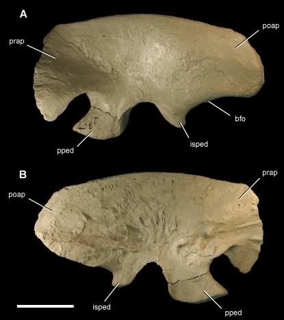 Ilium du theropod Aerosteon riocoloradensis.Left ilium (MCNA-PV-3137, coulé) dans les vues latérales gauche (A) et médiale (B).  La barre d'échelle est égale à 20 cm.  Abréviations: bfo, brevis fossa;  Isquial peduncle;  Poap, processus postacetabular;  Pped, pédoncule pubien;  Prap, processus préacétabulaire.