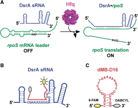 DsrA Regulation Of RpoS. (A) DsrA SRNA (blue) Binds To | Open-i